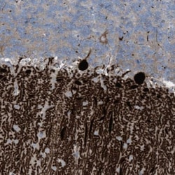 ARHGEF33 Antibody, Novus Biologicals:Antibodies:Primary Antibodies